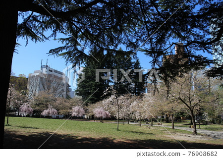 仙台青葉區錦町公園的春天景象 76908682