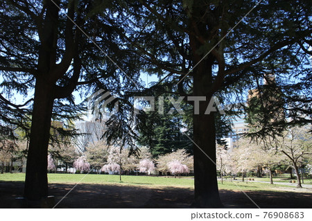 仙台青葉區錦町公園的春天景象 76908683