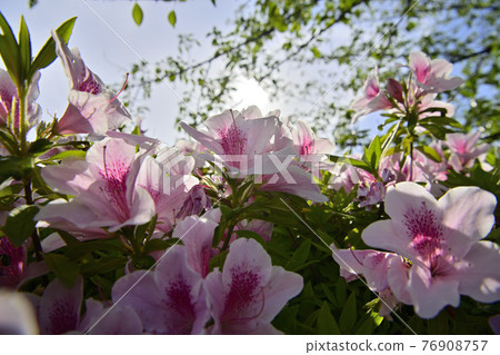 Azalea Azalea 76908757