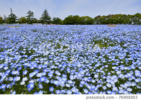 Nemophila Nemophila 76908803