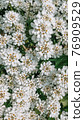evergreen candytuft flowers blossom, closeup background, vertical 76909529