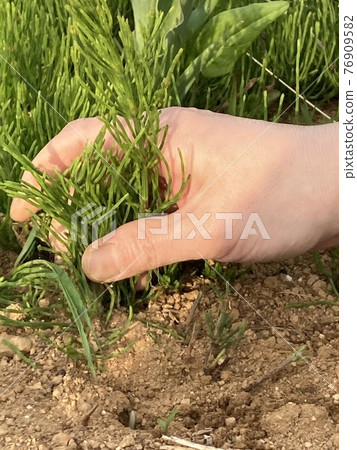 Weeding Weeding 76909582