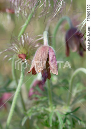 春野草，老草 76909592