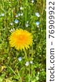 one yellow dandelion and small blue flowers, green plant background 76909922