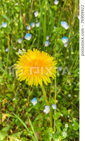 one yellow dandelion and small blue flowers, green plant background 76909922