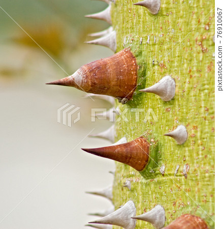 Thorny Trunk of Silk Floss- Cebia speciosa- Tree 76910067