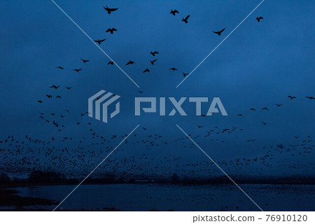 Miyajimanuma Magan roosting Miyajimanuma Magan roosting 76910120