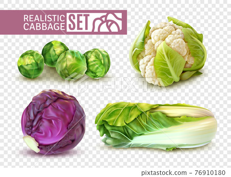 Realistic Cabbage Set - Stock Illustration [76910180] - PIXTA