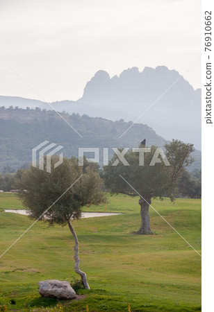 Olive trees and Pentadaktylos mountain range in the background 76910662
