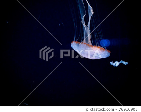 蓬鬆的水母 蓬鬆的水母 76910903