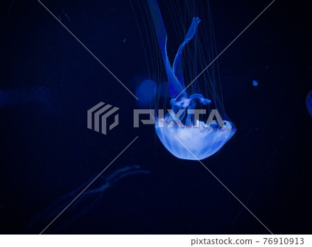 Beautiful blue jellyfish Beautiful blue jellyfish 76910913