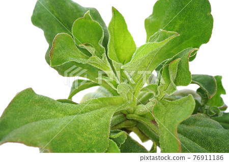 Ice plant Ice plant 76911186