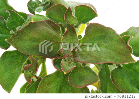 Ice plant Ice plant 76911212