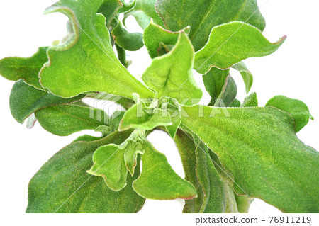 Ice plant Ice plant 76911219
