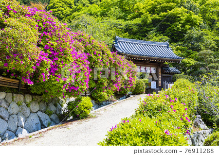盛開杜鵑花的關西花寺、千宿寺 76911288