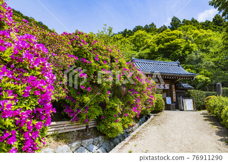 Kansai Flower Temple in full bloom with azaleas, Senjukuji Kansai Flower Temple in full bloom with azaleas, Senjukuji 76911290