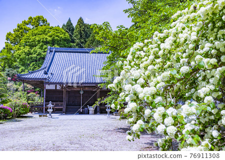 盛開杜鵑花的關西花寺、千宿寺 76911308
