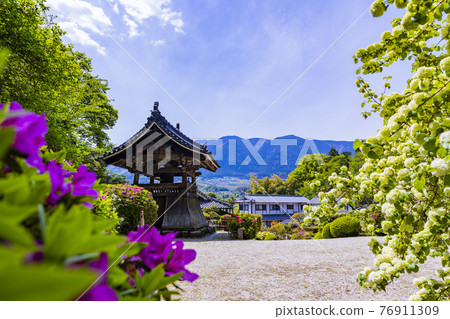 盛開杜鵑花的關西花寺、千宿寺 76911309