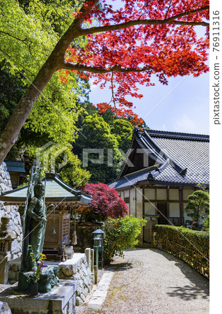 盛開杜鵑花的關西花寺、千宿寺 盛開杜鵑花的關西花寺、千宿寺 76911316