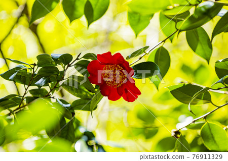 Kansai Flower Temple in full bloom with azaleas, Senjukuji 76911329
