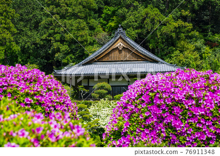 Kansai Flower Temple in full bloom with azaleas, Senjukuji 76911348
