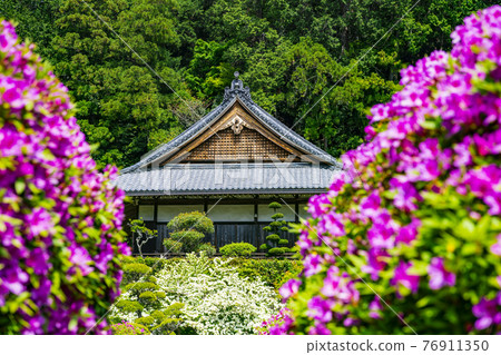 盛開杜鵑花的關西花寺、千宿寺 76911350