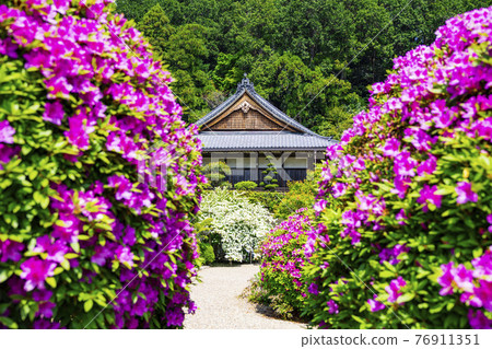 盛開杜鵑花的關西花寺、千宿寺 76911351