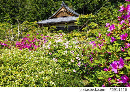 Kansai Flower Temple in full bloom with azaleas, Senjukuji 76911356
