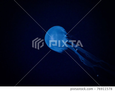 Vaguely Hikaru Moon Jellyfish Vaguely Hikaru Moon Jellyfish 76911578