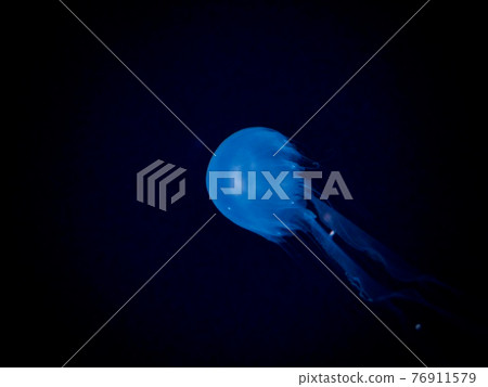 Luminous moon jellyfish Luminous moon jellyfish 76911579