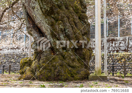 Shogawazakura on the shore of Miboro Dam Lake 76911688