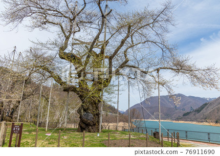 Shogawazakura on the shore of Miboro Dam Lake 76911690