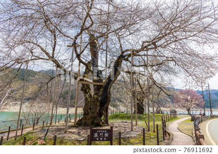 Shogawazakura on the shore of Miboro Dam Lake 76911692