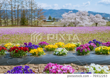[Henbit deadnettle colony] Chihiro Art Museum Azumino colored with flowers [Background blur] 76912263