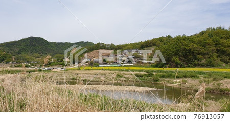 Holiday scenery to enjoy with rape flowers near Chungju city 76913057