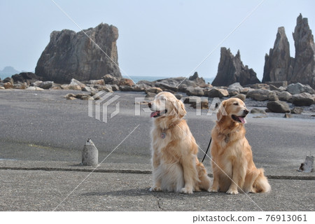 Sea and dog of Wakayama Sea and dog of Wakayama 76913061