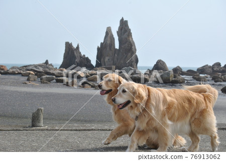 Dog walking on the shore Dog walking on the shore 76913062
