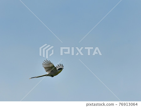 Onaga的飛行 Onaga的飛行 76913064