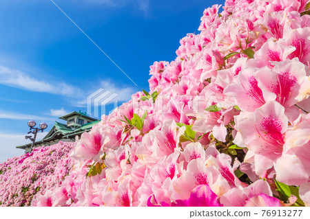 蒲郡經典酒店，盛開的杜鵑花 <愛知縣蒲郡市> 76913277