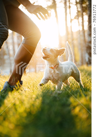 Dog breed jack russell runs on green grass. 76913772