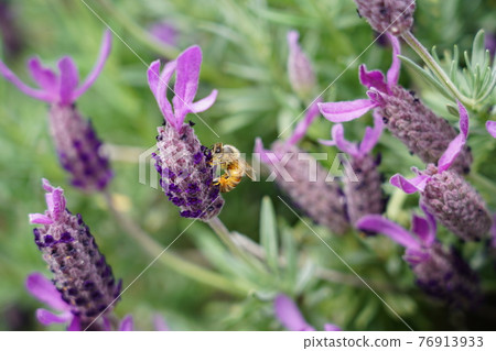 蜜蜂和薰衣草 蜜蜂和薰衣草 76913933