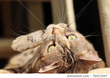 Cat lying down and looking at the camera American Shorthair Silver Patched Tabby Cat lying down and looking at the camera American Shorthair Silver Patched Tabby 76913947