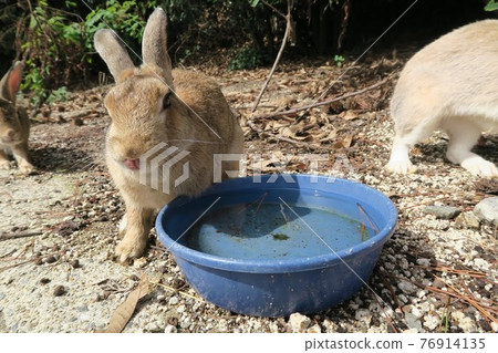 Okunoshima's good friend rabbit Okunoshima's good friend rabbit 76914135