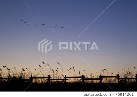 Migratory birds of our country 76914261