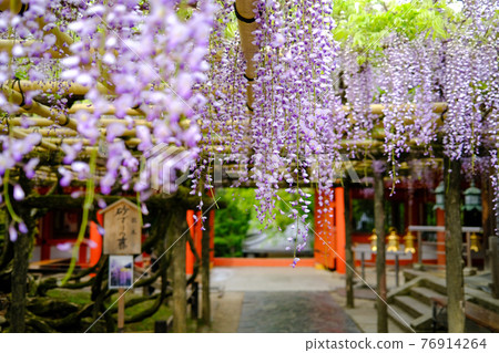 Kasuga Taisha Sunazuri Wisteria (Nara City, Nara Prefecture) 76914264