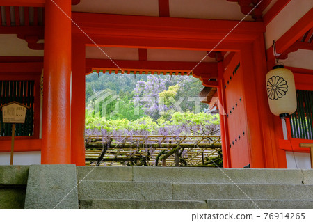 Kasuga Taisha Sunazuri Wisteria (Nara City, Nara Prefecture) 76914265