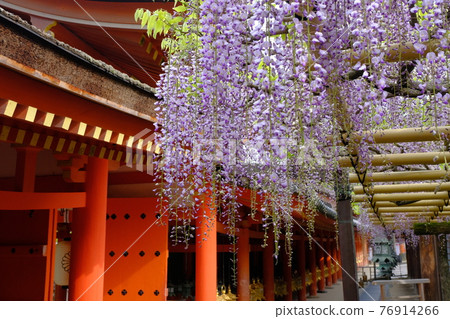 Kasuga Taisha Sunazuri Wisteria (Nara City, Nara Prefecture) 76914266