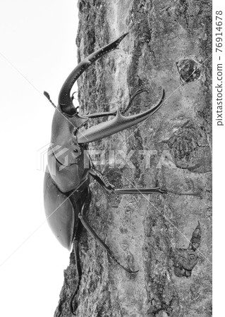 Mandiblariz Futamata雄鹿甲蟲 76914678