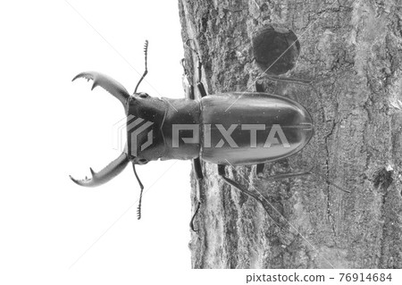 Mandiblariz Futamata雄鹿甲蟲 76914684