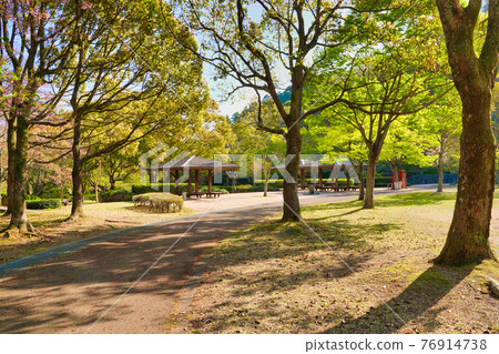 Trees and parks lit by the daytime sun Trees and parks lit by the daytime sun 76914738